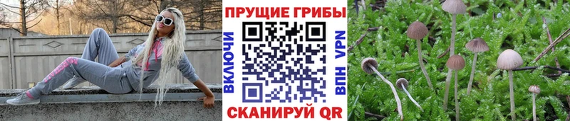 Галлюциногенные грибы Cubensis  Кохма 